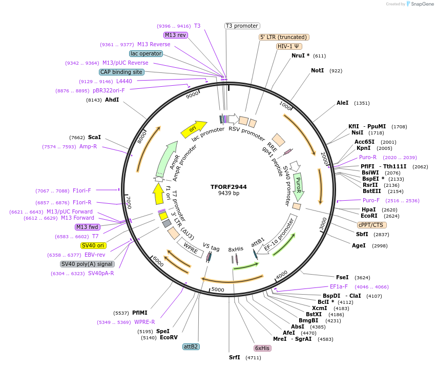 144420-plasmid-map-sequence-id-409053