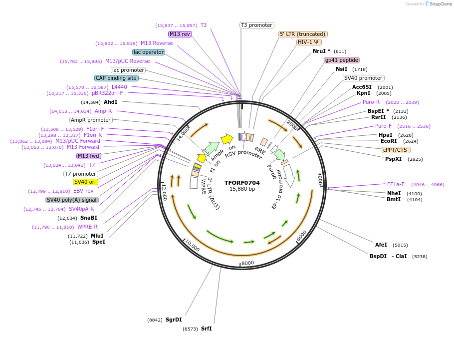 143726-plasmid-map-sequence-id-409056