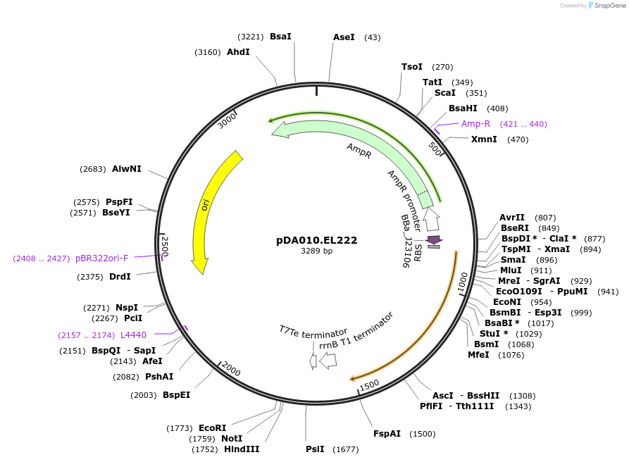 206801-plasmid-map-sequence-id-409057