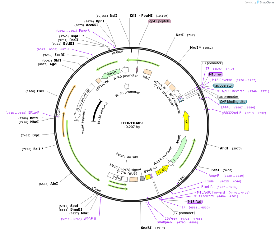143700-plasmid-map-sequence-id-409073