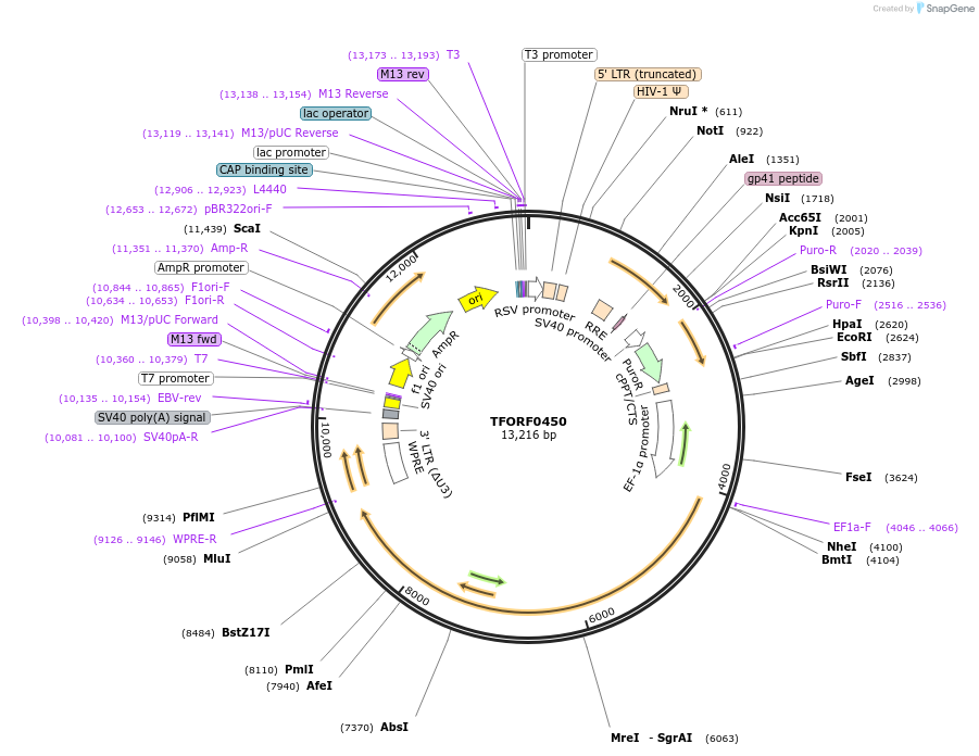 143702-plasmid-map-sequence-id-409075