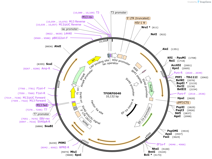 143684-plasmid-map-sequence-id-409076