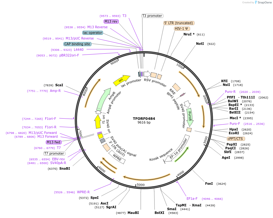 143706-plasmid-map-sequence-id-409082
