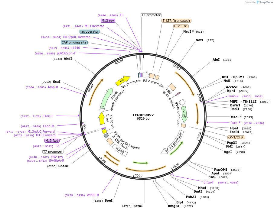 143707-plasmid-map-sequence-id-409085