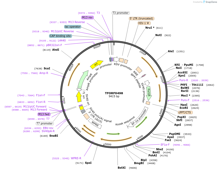 143708-plasmid-map-sequence-id-409088