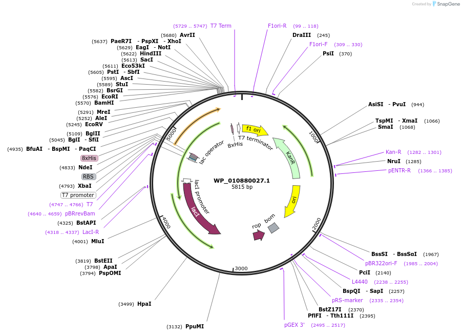 194729-plasmid-map-sequence-id-409090