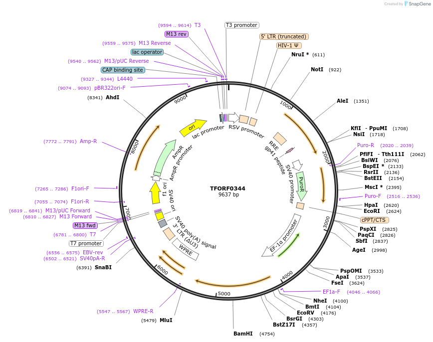 141587-plasmid-map-sequence-id-409095