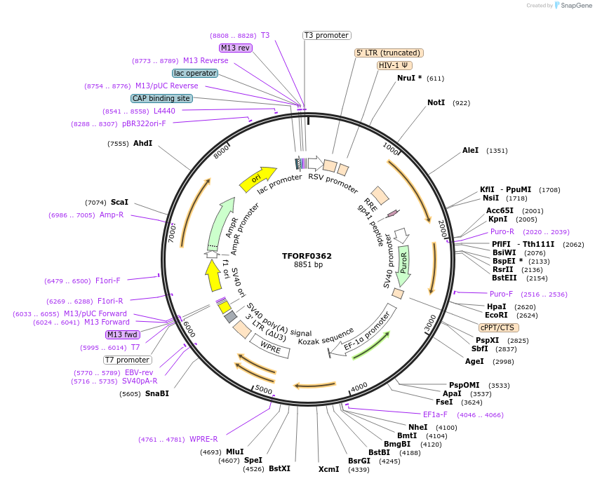 141589-plasmid-map-sequence-id-409098