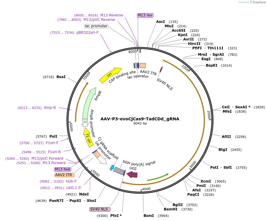 202563-plasmid-map-sequence-id-409106