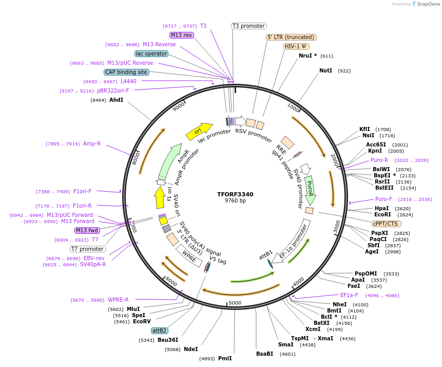 144816-plasmid-map-sequence-id-409109