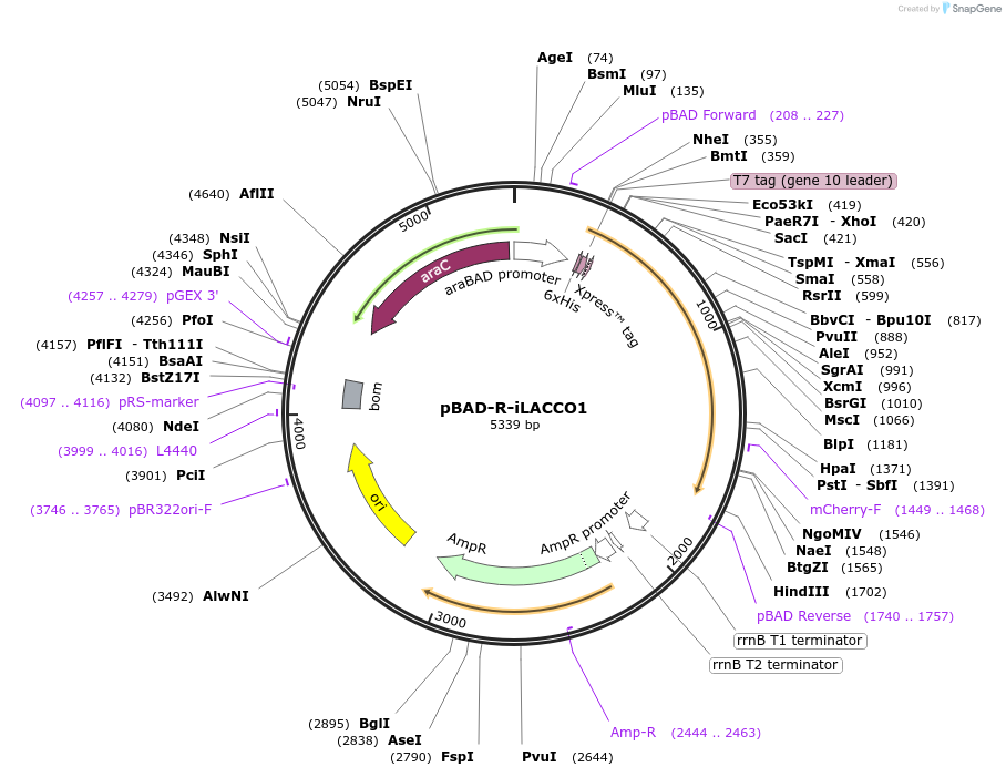 208019-plasmid-map-sequence-id-409110