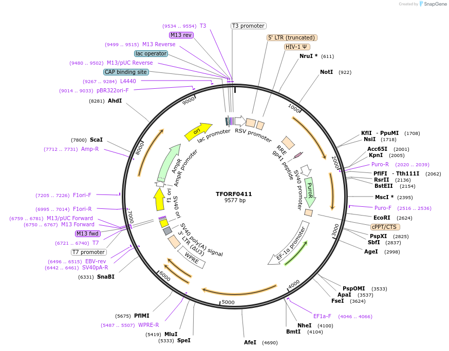 141609-plasmid-map-sequence-id-409111