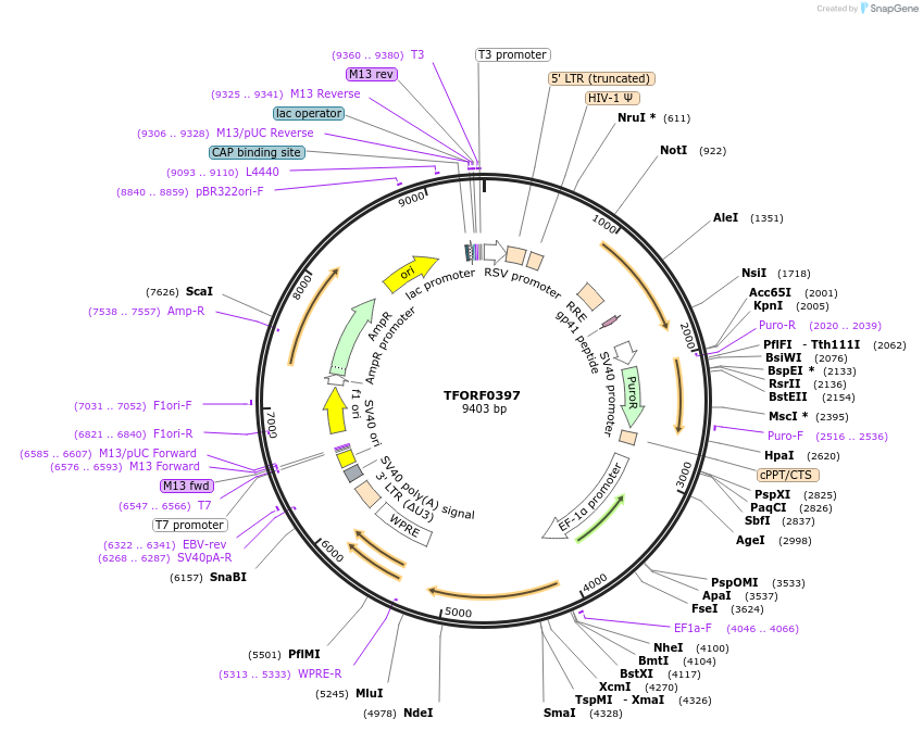 141603-plasmid-map-sequence-id-409112
