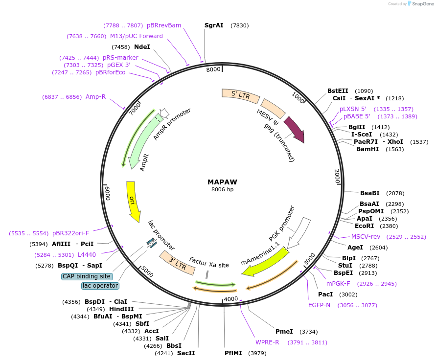 205697-plasmid-map-sequence-id-409114