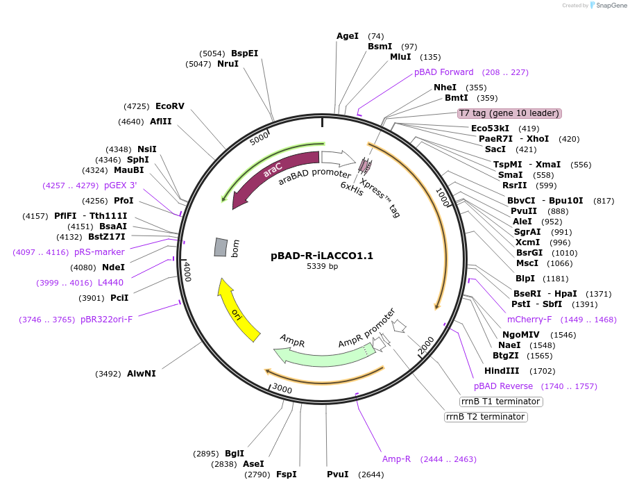 208020-plasmid-map-sequence-id-409116