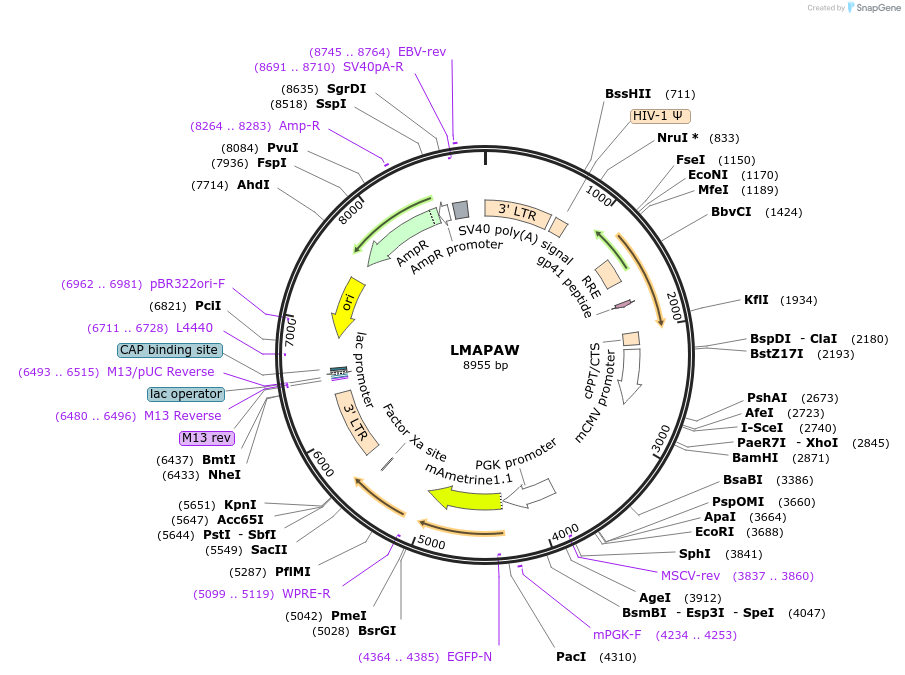 205652-plasmid-map-sequence-id-409117