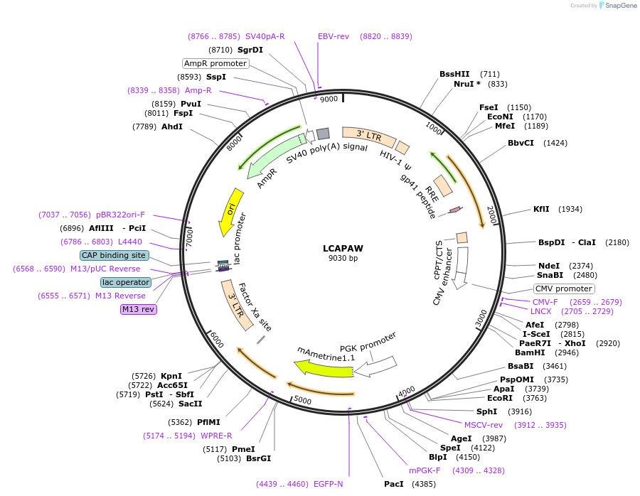 205643-plasmid-map-sequence-id-409118