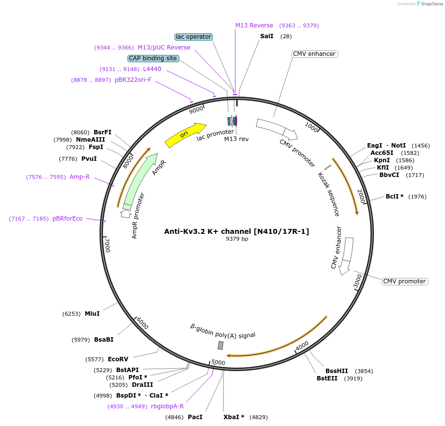 206712-plasmid-map-sequence-id-409119