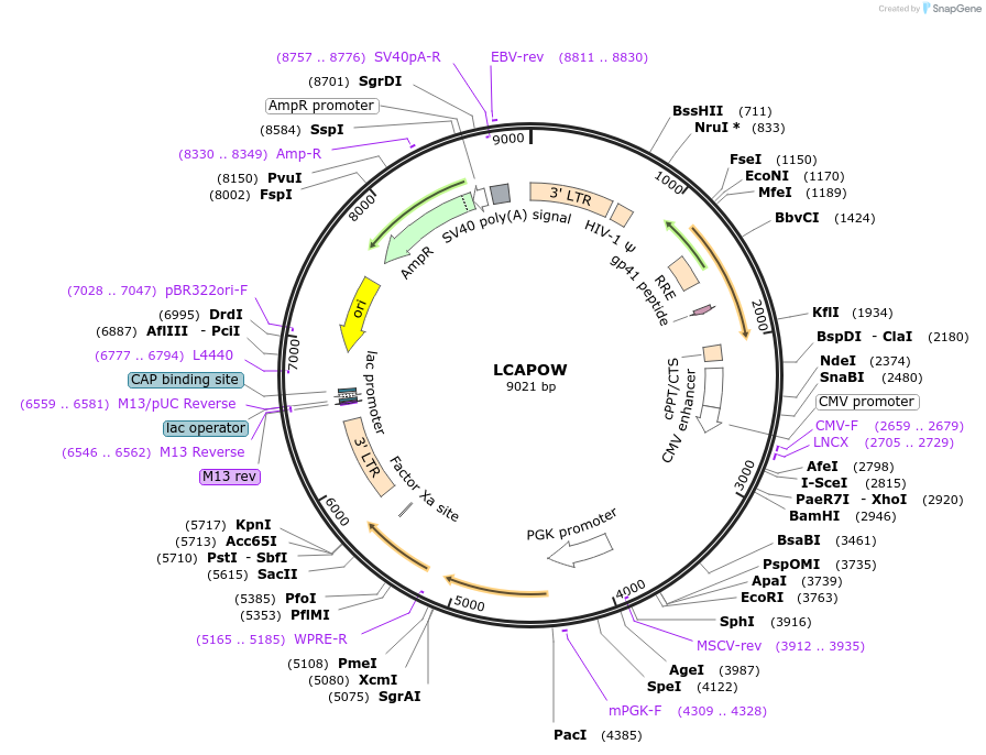 205645-plasmid-map-sequence-id-409120