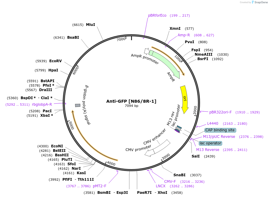 206720-plasmid-map-sequence-id-409123