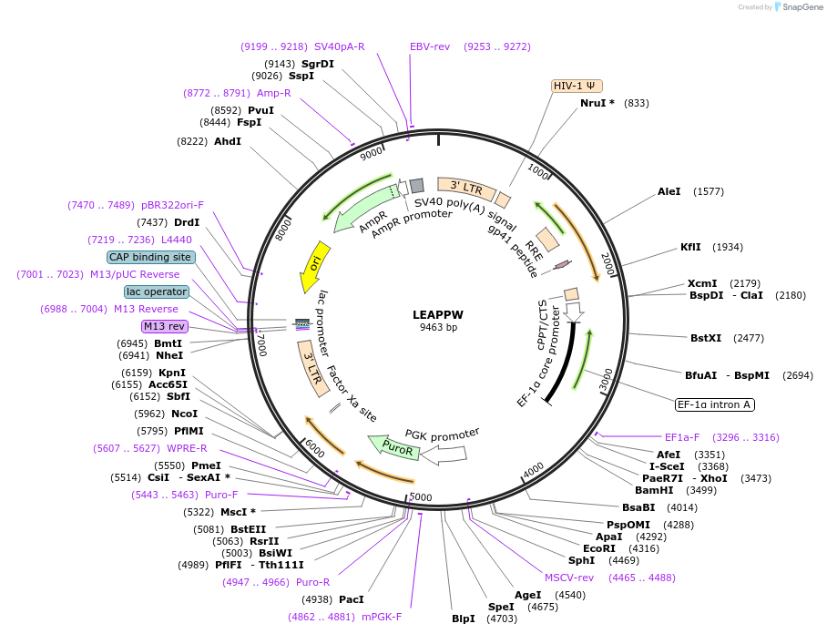 205675-plasmid-map-sequence-id-409129