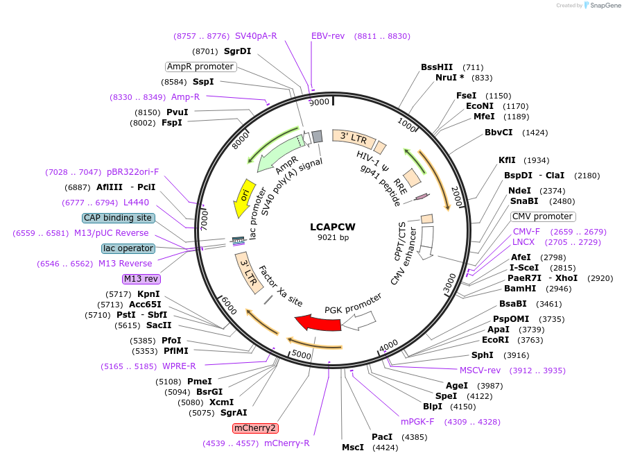 205646-plasmid-map-sequence-id-409130