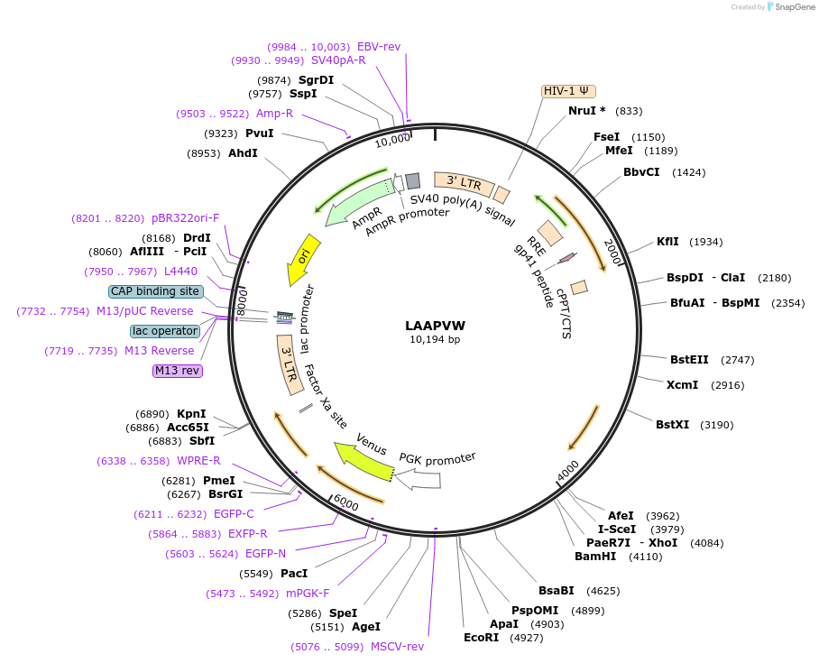 205689-plasmid-map-sequence-id-409131