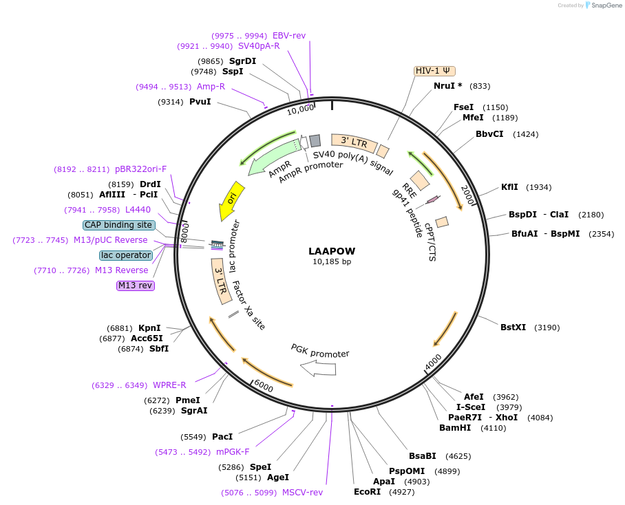 205690-plasmid-map-sequence-id-409136