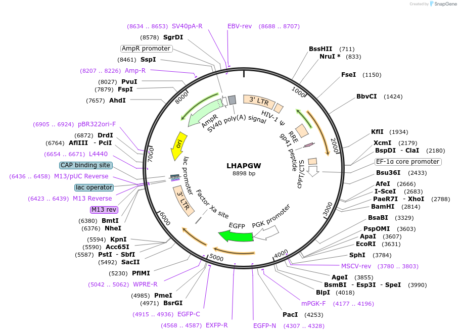 205678-plasmid-map-sequence-id-409138