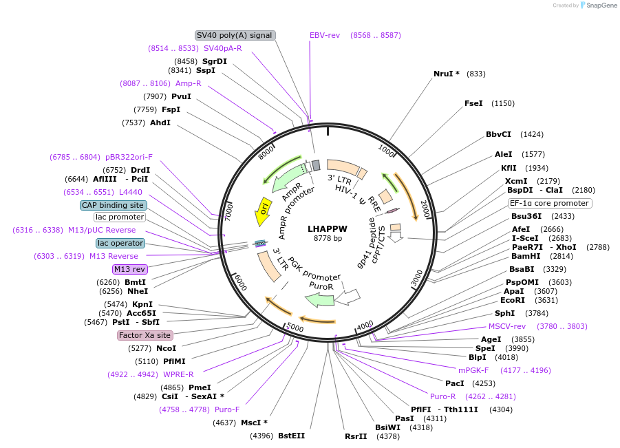 205684-plasmid-map-sequence-id-409140