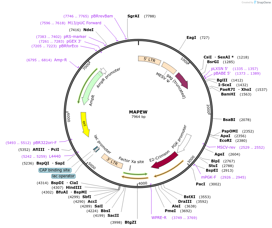 205701-plasmid-map-sequence-id-409141