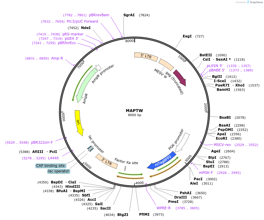205695-plasmid-map-sequence-id-409143