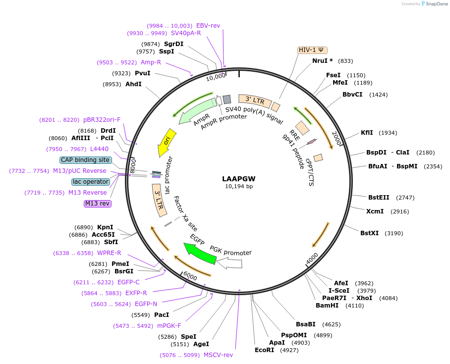 205687-plasmid-map-sequence-id-409145