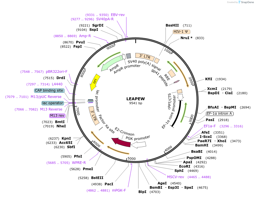 205674-plasmid-map-sequence-id-409146
