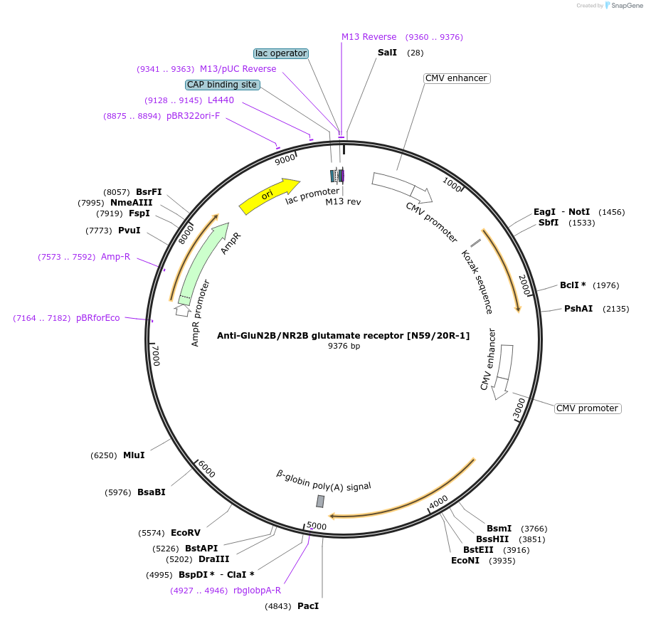 206714-plasmid-map-sequence-id-409147