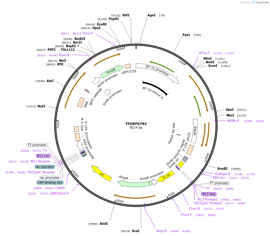 142692-plasmid-map-sequence-id-409148