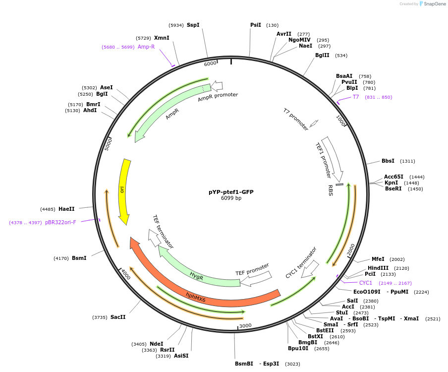 199990-plasmid-map-sequence-id-409152