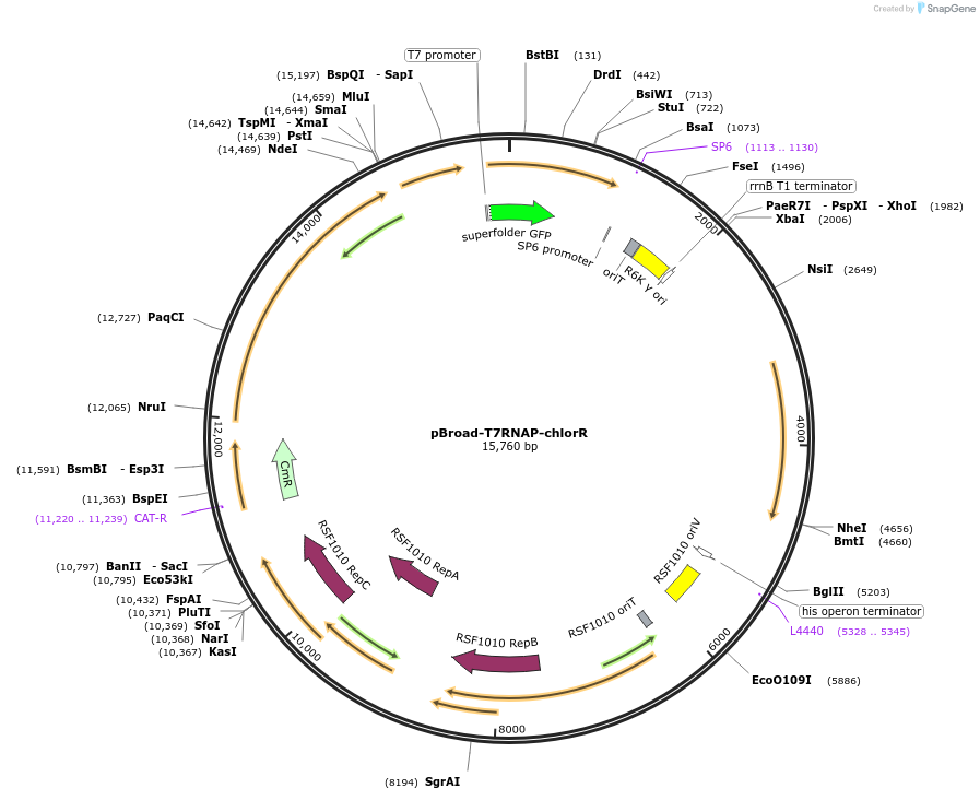 199992-plasmid-map-sequence-id-409155