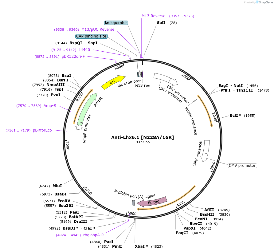 206542-plasmid-map-sequence-id-409158