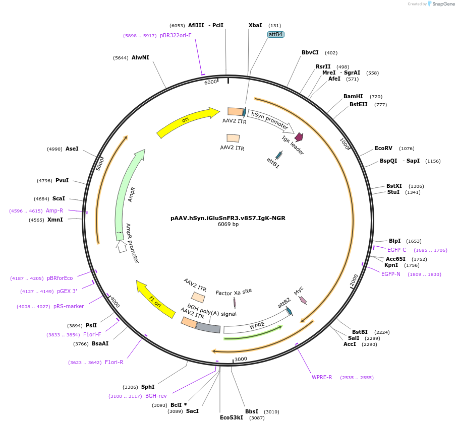 196227-plasmid-map-sequence-id-409161