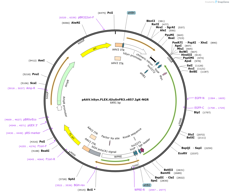 196226-plasmid-map-sequence-id-409162