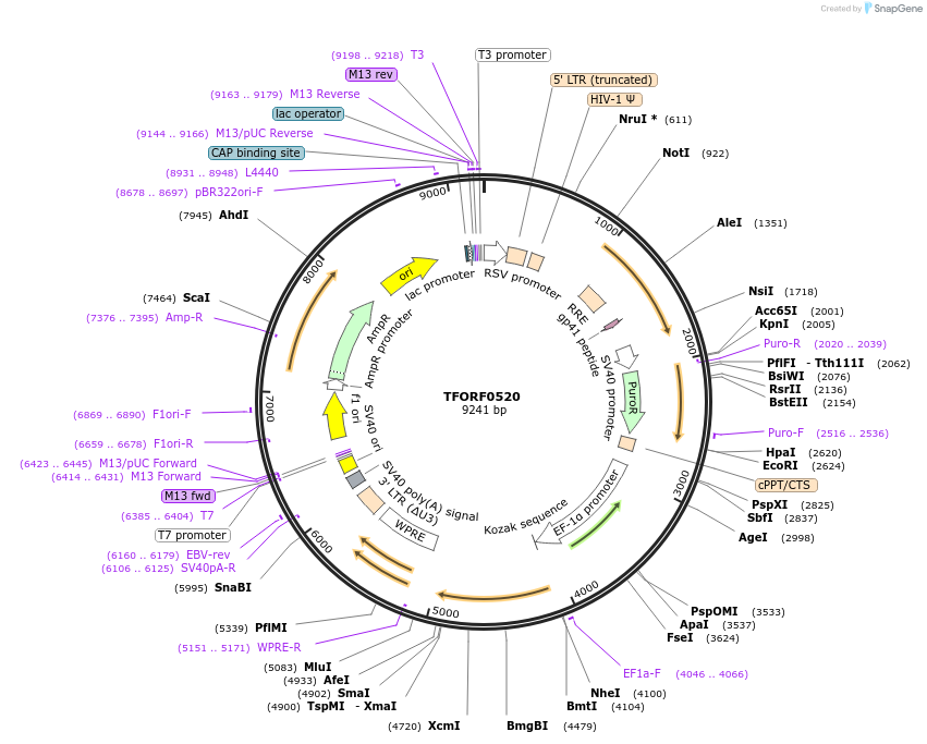 141630-plasmid-map-sequence-id-409167