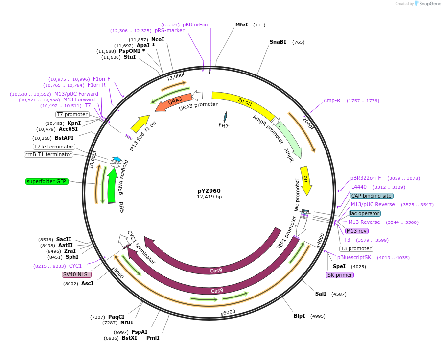 187972-plasmid-map-sequence-id-409168