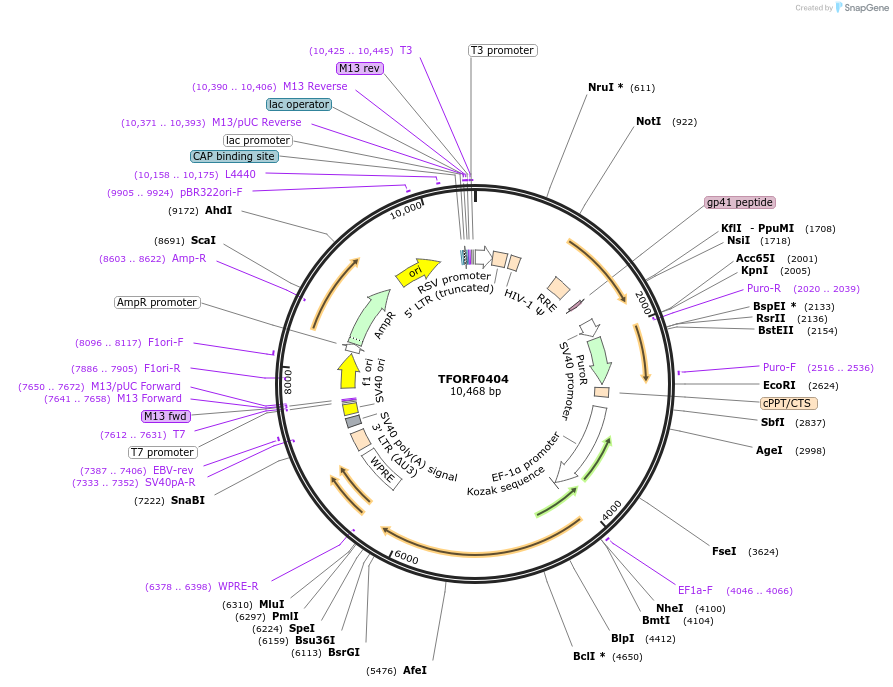141606-plasmid-map-sequence-id-409169