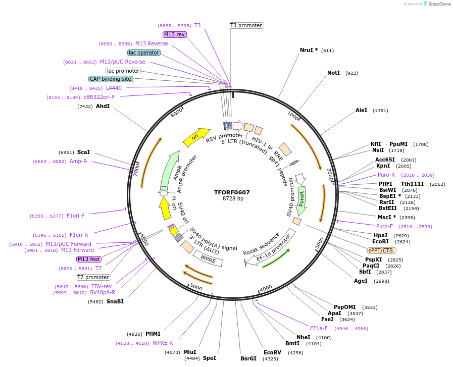 141645-plasmid-map-sequence-id-409170