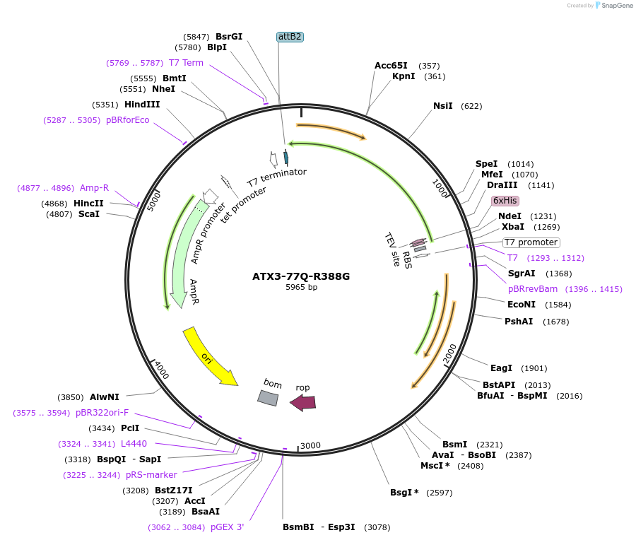 184251-plasmid-map-sequence-id-409179