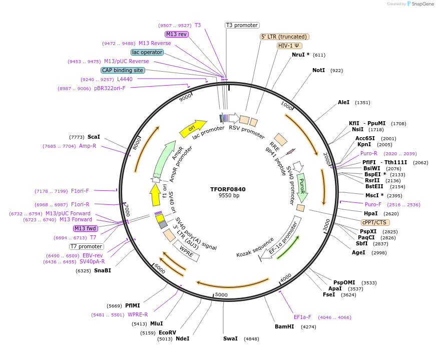 141729-plasmid-map-sequence-id-409184