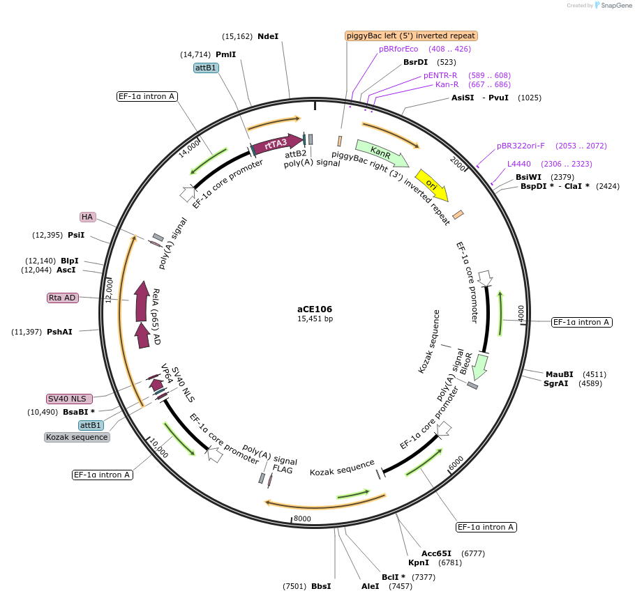 204496-plasmid-map-sequence-id-409188