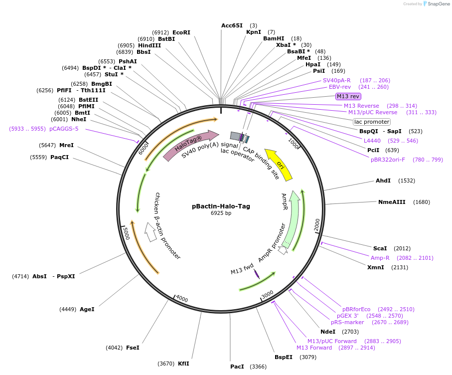 196898-plasmid-map-sequence-id-409197