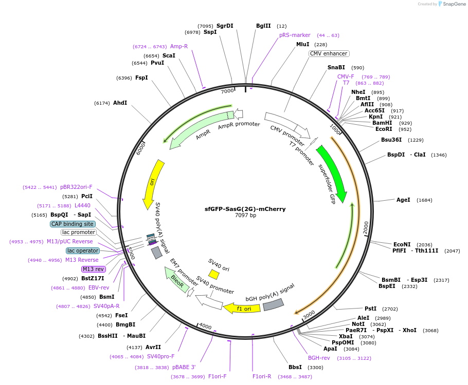 206944-plasmid-map-sequence-id-409221